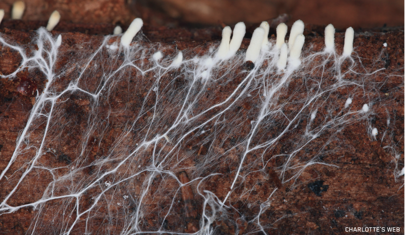 Close-up image of mushroom mycelium growing in a soil medium, illustrating the underground root-like network of fungi. 