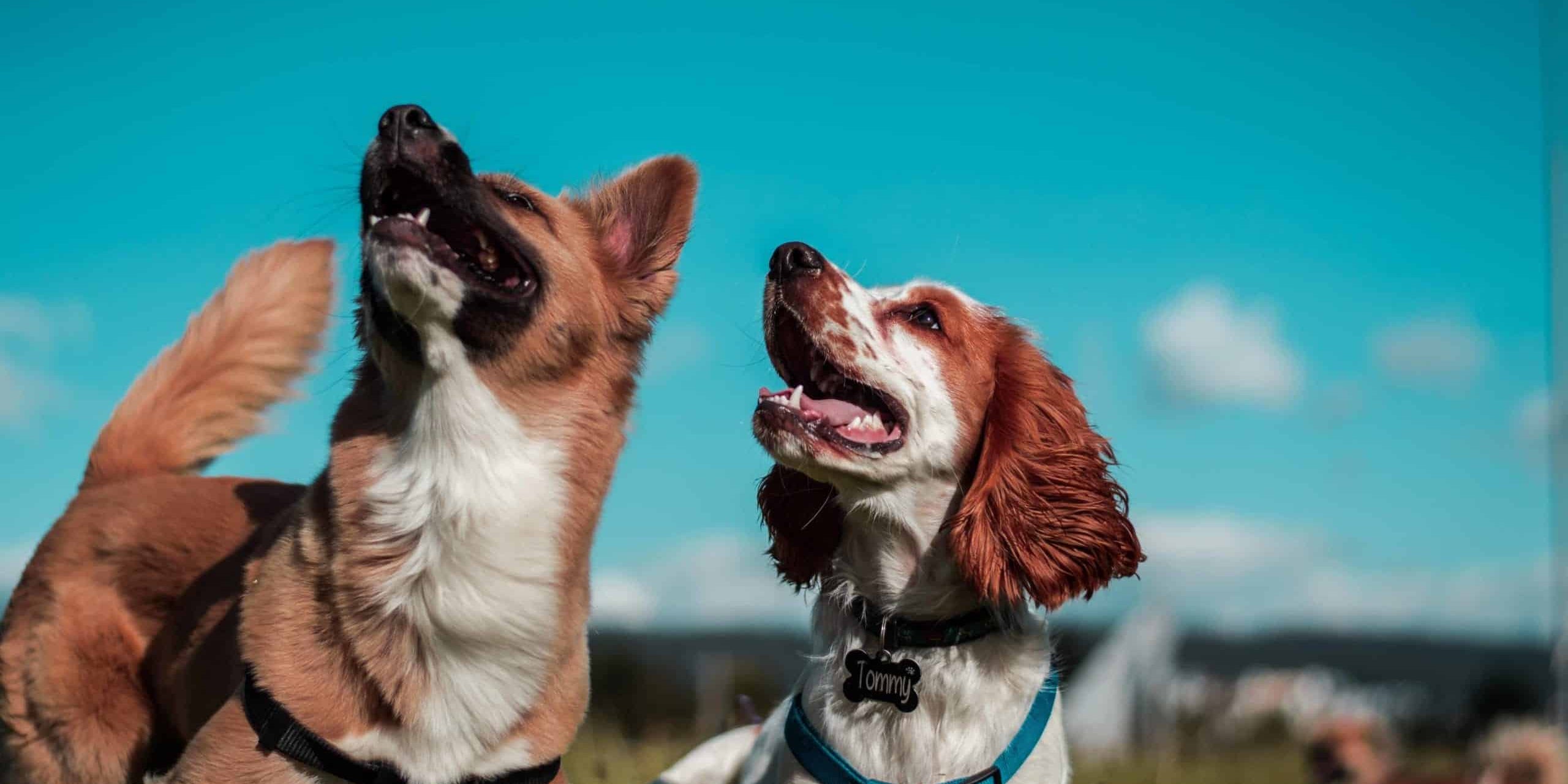 Is CBD Oil Safe for Dogs?