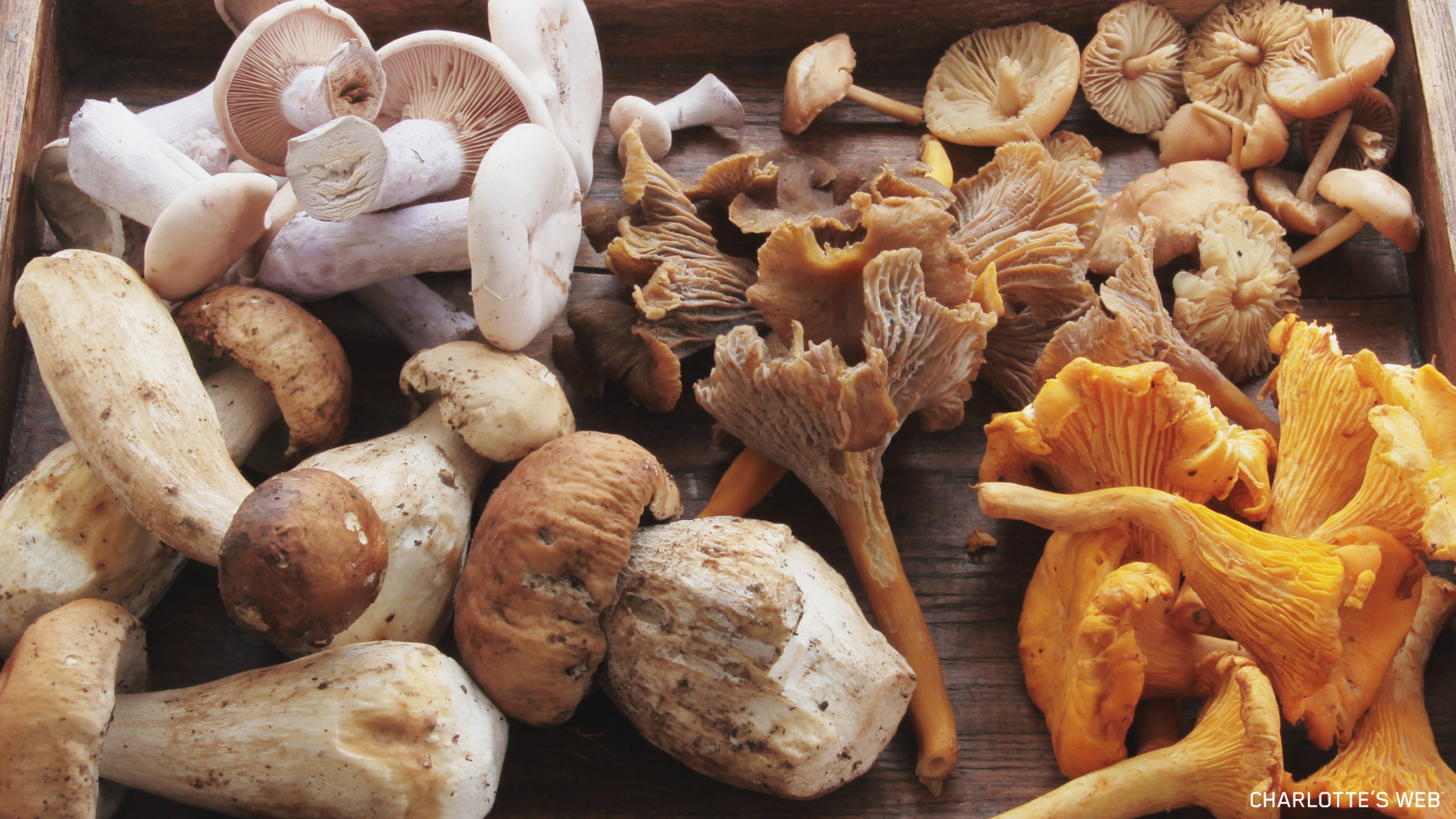 A variety of mushrooms displayed on a wooden surface, showcasing the natural beauty and variety of functional mushrooms used in wellness.